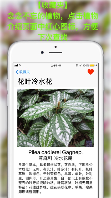 西大植语 screenshot-3