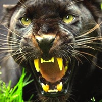 New Panther Superhero Games