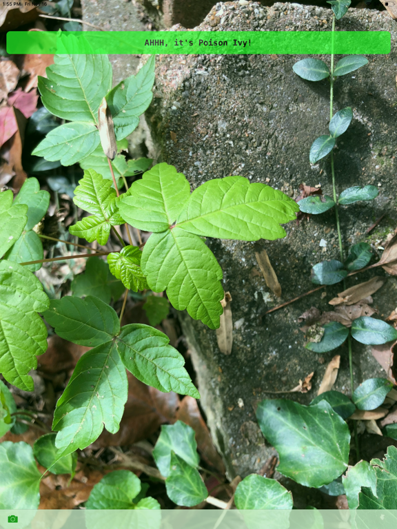Screenshot #5 pour Itchy Plant