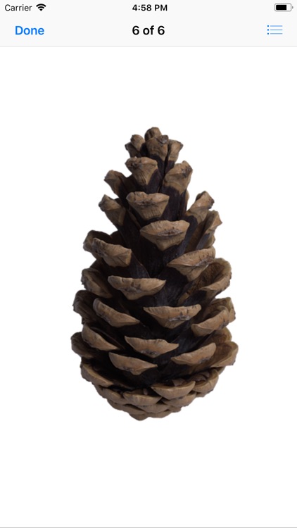 Pine Cone Stickers screenshot-6