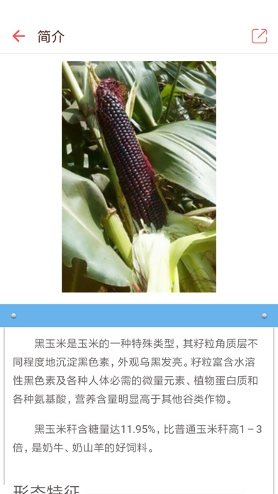 黑玉米 screenshot 2