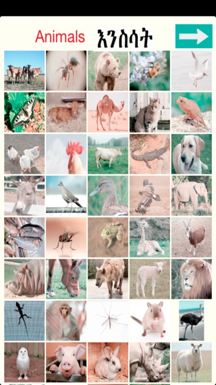 Animals Names in Amharic