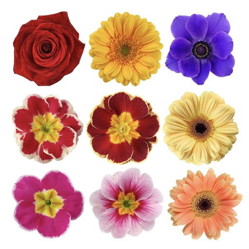 100+ Flower Stickers iOS App