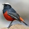 Presenting a complete free Asian Birds Sounds compilation app with high quality sounds and songs of birds found in Asia