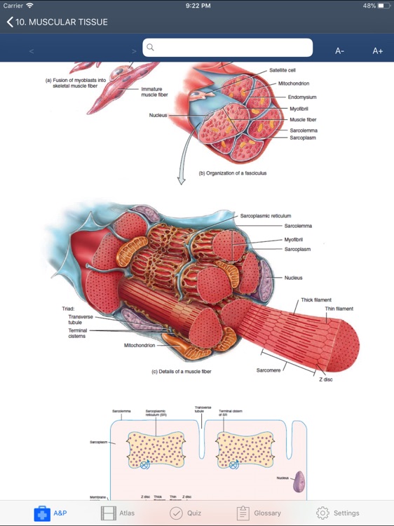 Anatomy and Physiology