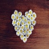 Daisy Hearts Sticker Pack