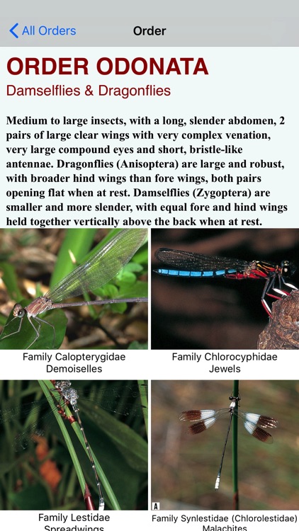 Insects of South Africa