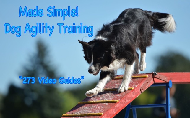 Dog Agility Training Guide