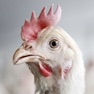 Get Chicken Sounds! for iOS, iPhone, iPad Aso Report