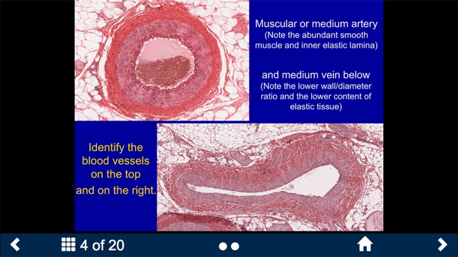 Histology Complete -SecondLook(圖3)-速報App