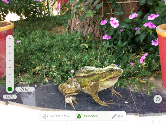 Froggipedia Screenshot