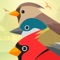 Icon birds birdcall