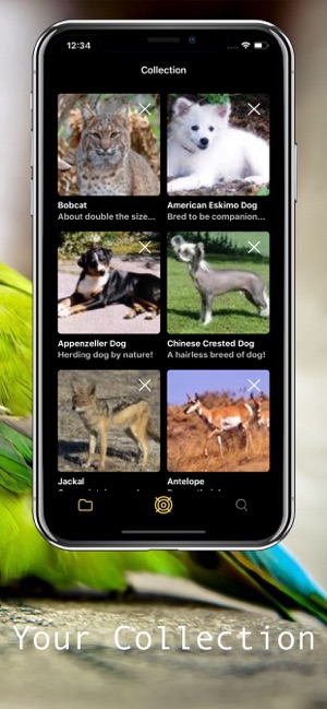 Animal Identifier(圖2)-速報App