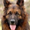 German Shepherd World