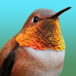 Hummingbirds - Large Retina