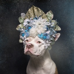 Pit Bull Flower Power