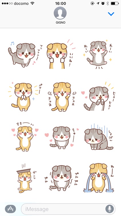 Fluffy Scottish Fold