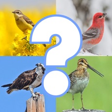 Activities of Bird Quiz - Name the Bird!