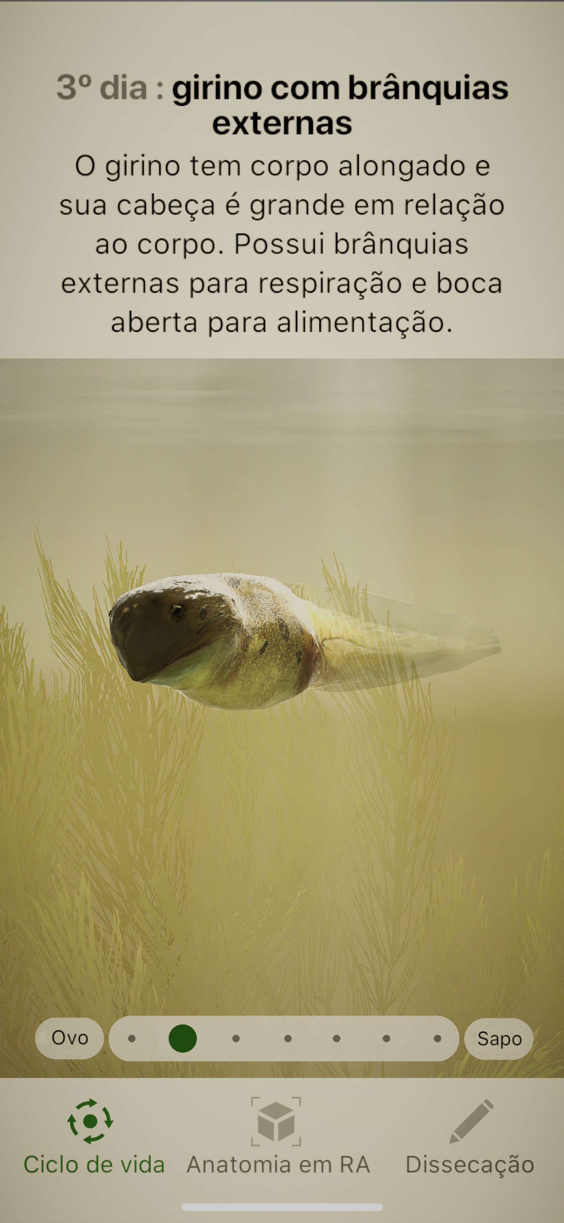 Screenshot do app Froggipedia