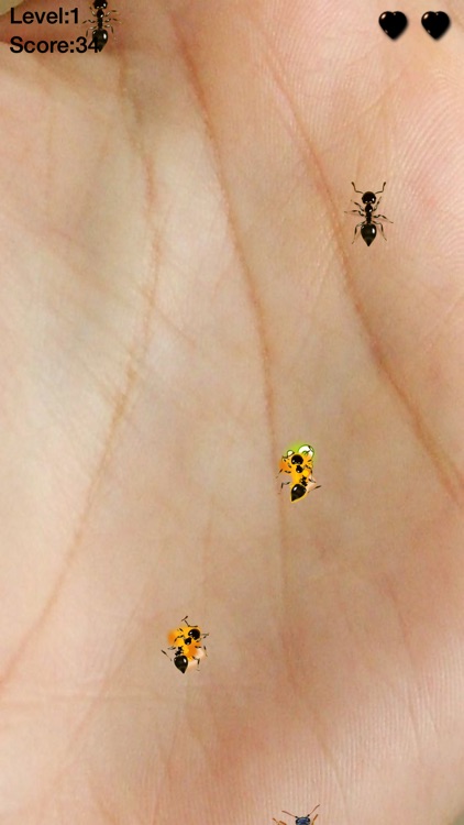Ant Killer Insect Smasher