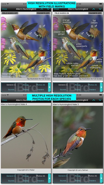 iBird Pro Guide to Birds screenshot-4