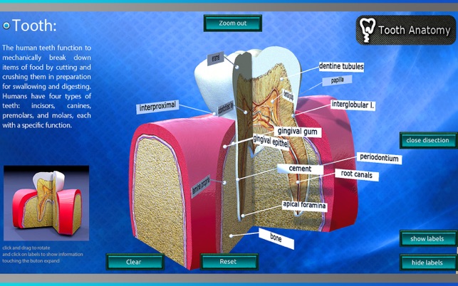 Tooth Anatomy(圖2)-速報App