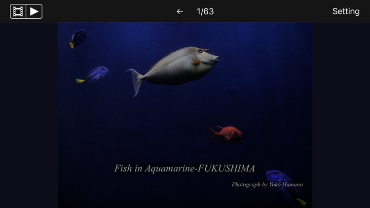 Fish in Aquamarine-FUKUSHIMA