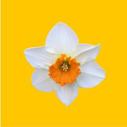 Daffodil Sticker Pack
