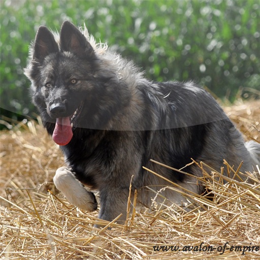 Altdeutsche Schäferhunde