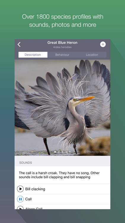 EyeLoveBirds: Bird sightings screenshot-0