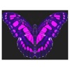 Butterfliestry