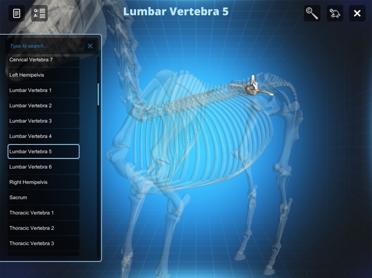 Bone Viewer - Horse Skeleton