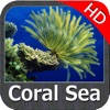 Coral Sea Nautical Charts HD