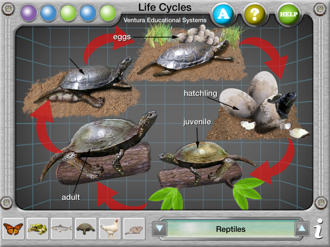 Interactive Life Cycles(圖4)-速報App