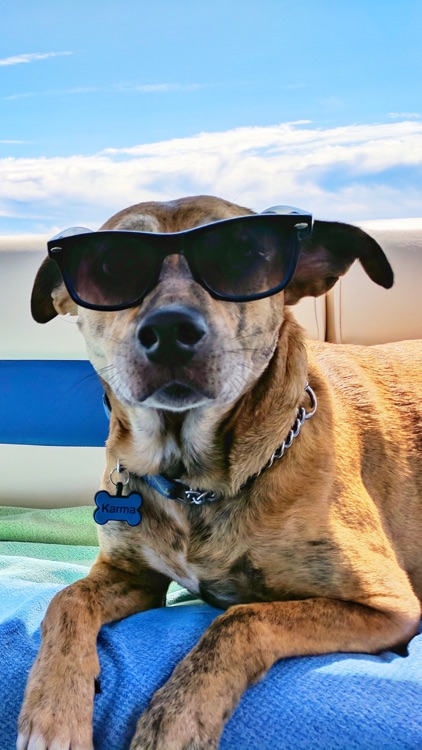 DogDNA