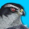 iBird™ Plus Guide to Birds is the perfect app if you are serious about birding but want to keep your investment low