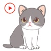 Pet Kitty Animated Stickers
