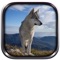 Become the a wild wolf and real hunter to survive in this wild wolf games