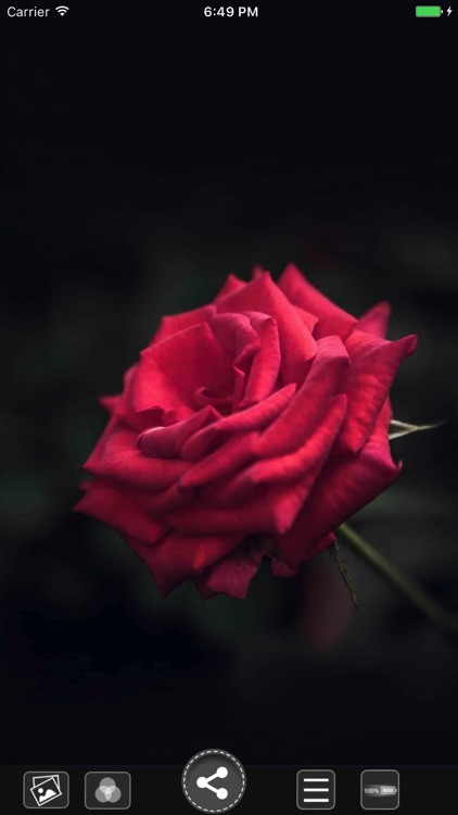 Flower HD Wallpapers