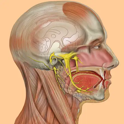 Die Anatomie Quiz Читы