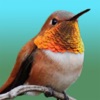 Hummingbird Sticker Pack
