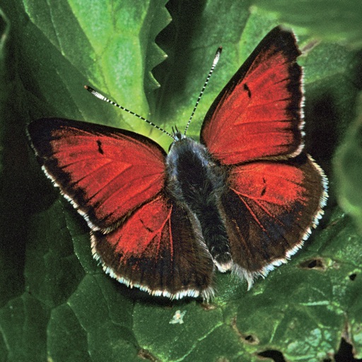 Butterflies of Greece