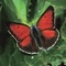 Welcome to the application THE BUTTERFLIES OF GREECE with part of the content as presented in the book THE BUTTERFLIES OF GREECE (ISBN 978-960-92740-1-2)