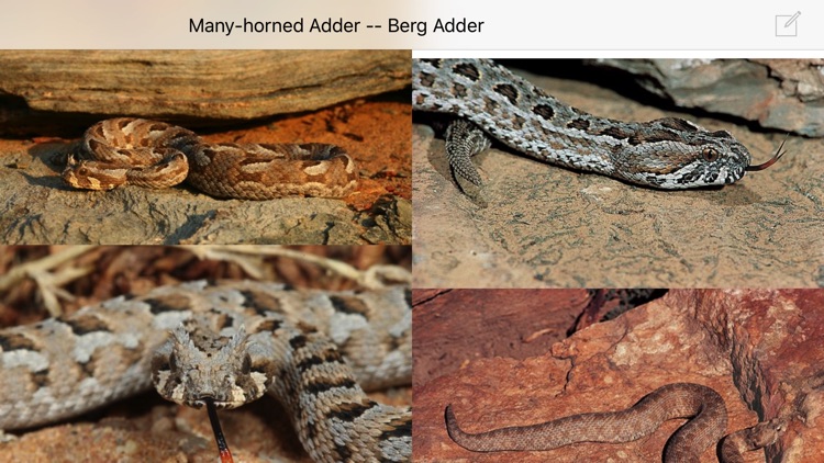 eSnakes of Southern Africa screenshot-3