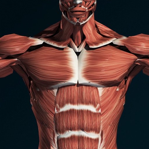 Muscular System 3D (anatomy) iOS App