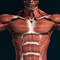 Muscular System 3D (anatomy)