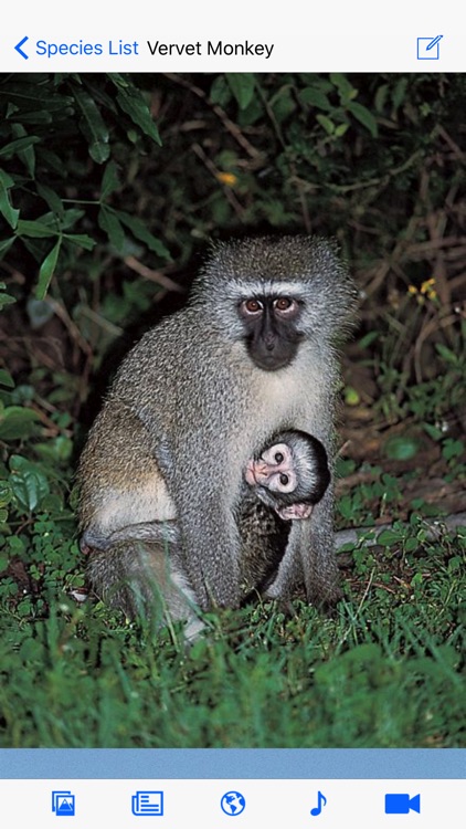eGuide to Mammals of Southern Africa