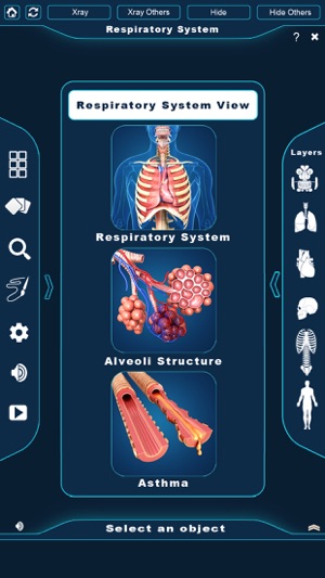 My Respiratory System Anatomy