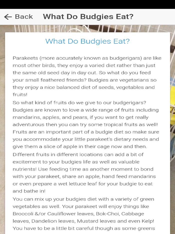 Pet Budgie Information  Care