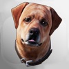 Dex: Your AR Dog Companion